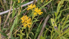 Euthamia leptocephala