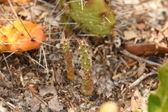 Opuntia drummondii