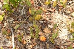 Opuntia drummondii
