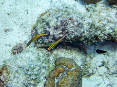 Halichoeres maculipinna