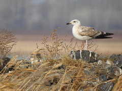 Larus fuscus barabensis