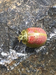 Paropsisterna fastidiosa