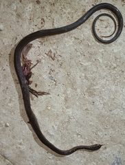 Mastigodryas melanolomus