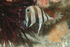 Chelmonops truncatus