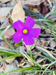Oxalis hispidula
