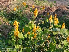 Senna reticulata