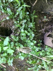 Pallavicinia