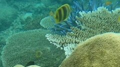 Chaetodon rainfordi