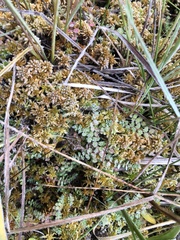 Hypericum anagalloides