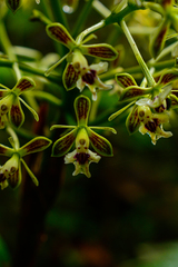 Epidendrum
