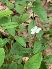 Moehringia lateriflora