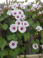 Ipomoea amnicola