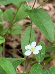Moehringia lateriflora