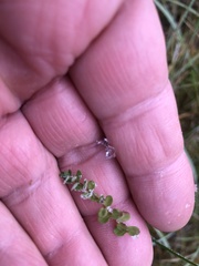 Hypericum anagalloides