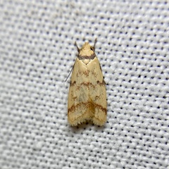 Heteroteucha anthodora