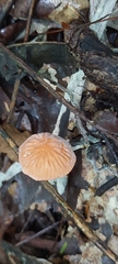 Marasmius berteroi