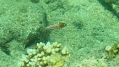 Macropharyngodon choati