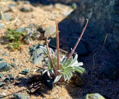 Oxytropis tragacanthoides