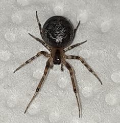 Zygiella x-notata
