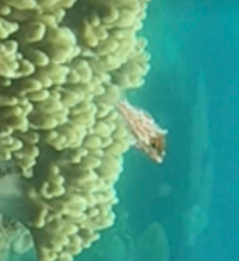 Macropharyngodon choati