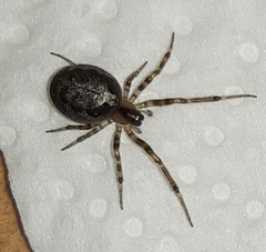 Zygiella x-notata