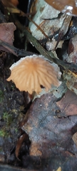 Marasmius berteroi