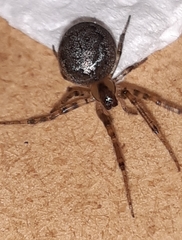 Zygiella x-notata
