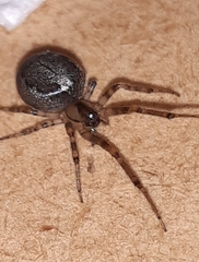 Zygiella x-notata