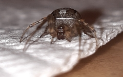 Zygiella x-notata