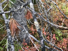 Parmeliopsis hyperopta