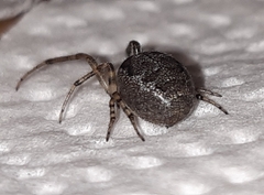 Zygiella x-notata