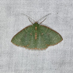 Eucyclodes metaspila