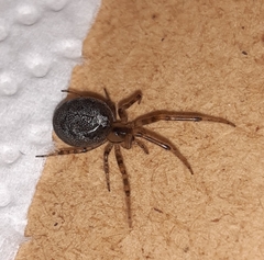 Zygiella x-notata