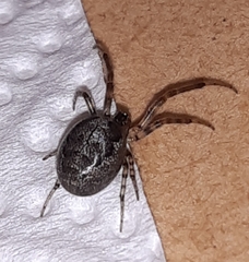Zygiella x-notata