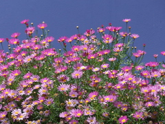 Tanacetum coccineum