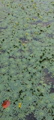 Ludwigia sedoides