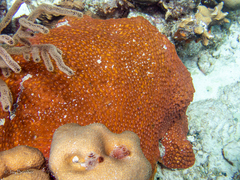 Montastraea cavernosa