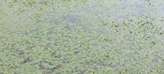 Ludwigia sedoides