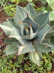 Agave maximiliana