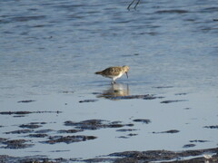 Calidris fuscicollis