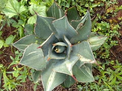 Agave maximiliana