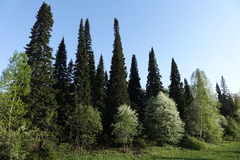 Abies sibirica