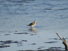 Calidris fuscicollis
