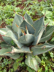 Agave maximiliana