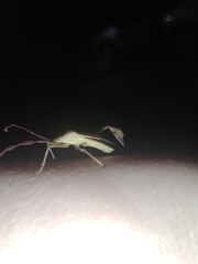 Chondrocera laticornis