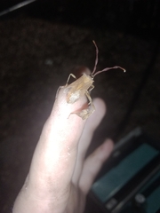 Chondrocera laticornis