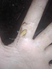 Chondrocera laticornis