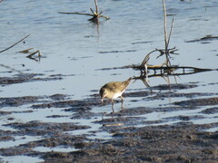 Calidris fuscicollis