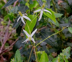 Clematis glycinoides