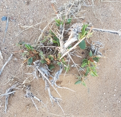 Atraphaxis frutescens